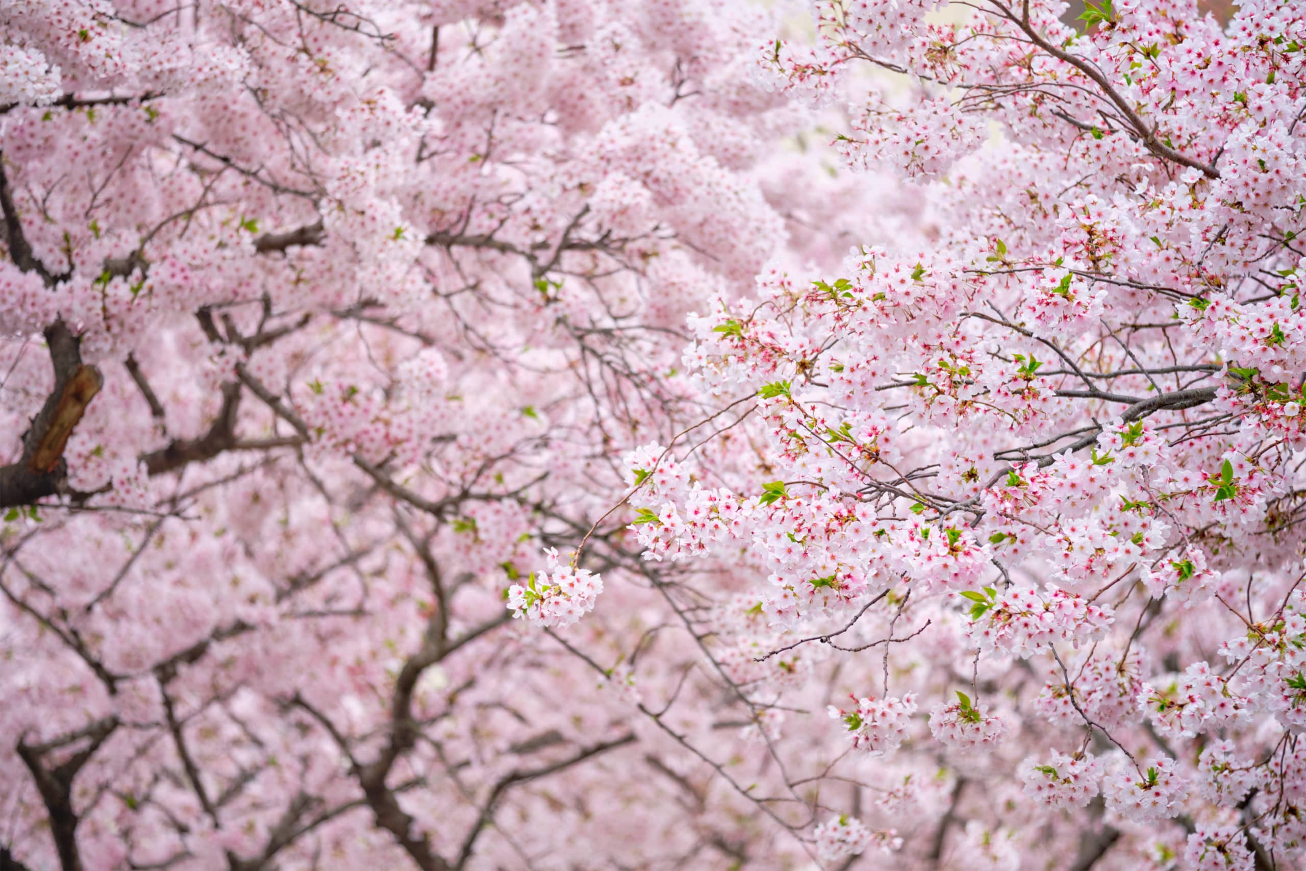 Enjoy the Beauty of Cherry Blossoms at Glenview Mansion - Explore Rockville